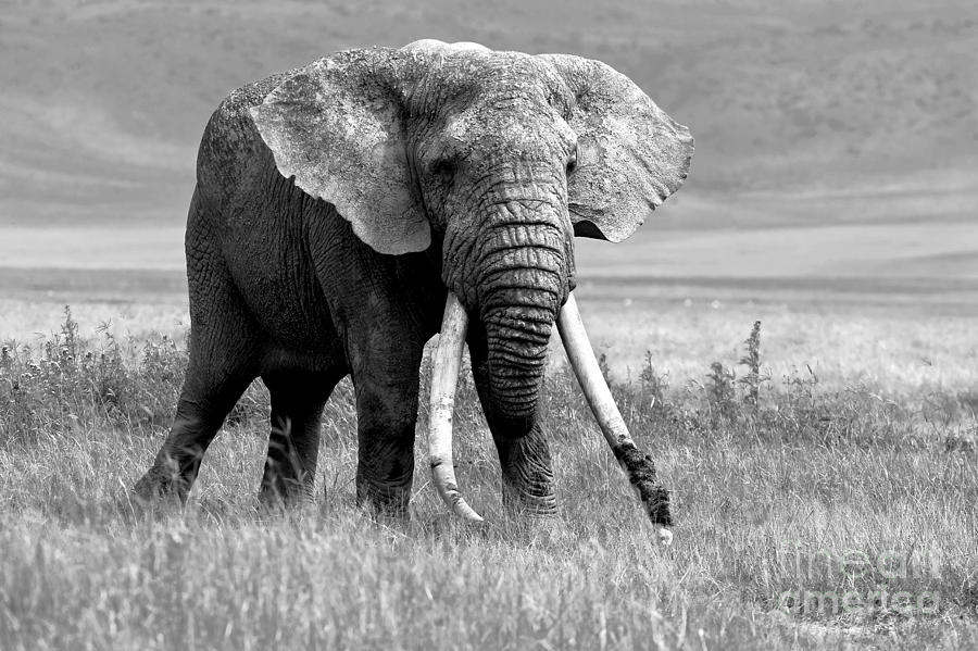 African elephant 1