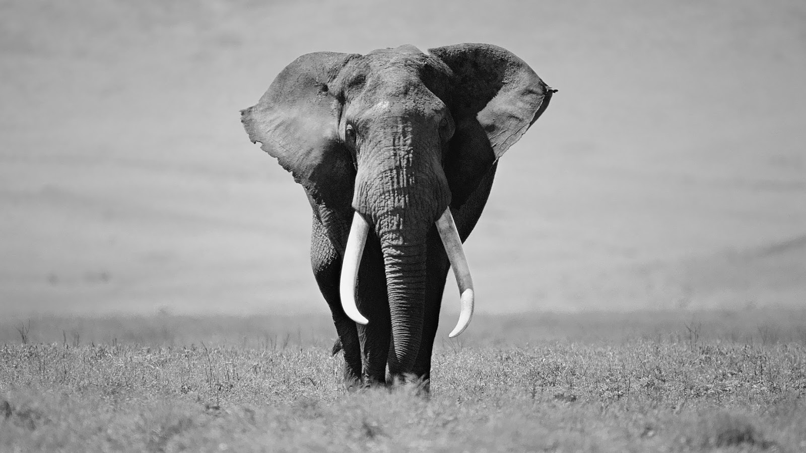 African elephant 2